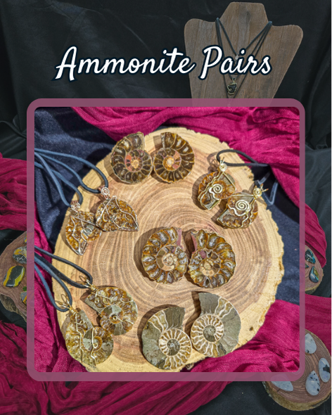 Ammonite