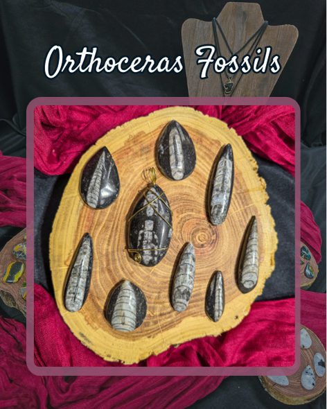 Orthoceras Fossils