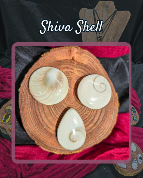 Shiva Shell