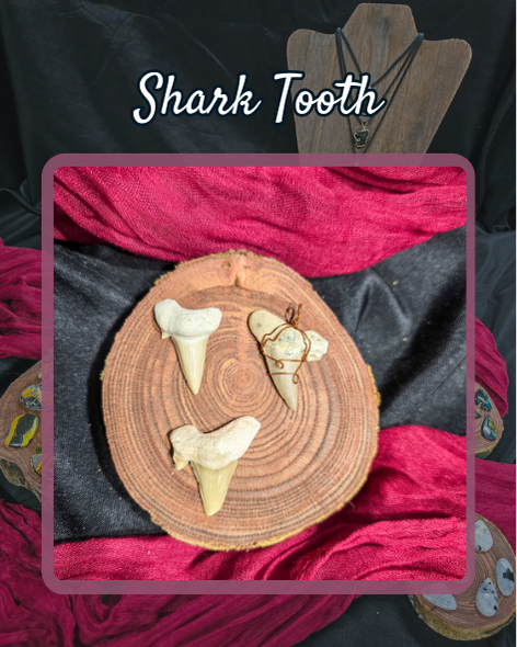 Shark Tooth